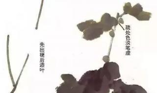菊花的外形特点描写